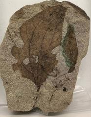 Specimen of Cissites lobata beetle from Hell Creek Formation