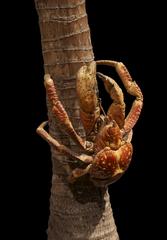 Stuffed specimen of Birgus latro, the coconut crab, displayed in a natural history museum