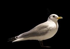 Stuffed specimen of Rissa tridactyla (black-legged kittiwake) displayed at the Museum of Natural History, La Rochelle, France