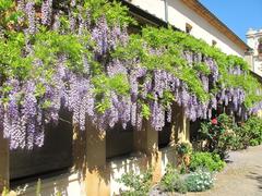 Wisteria vines blooming in the yard of Lerins abbaye church on Saint-Honorat island