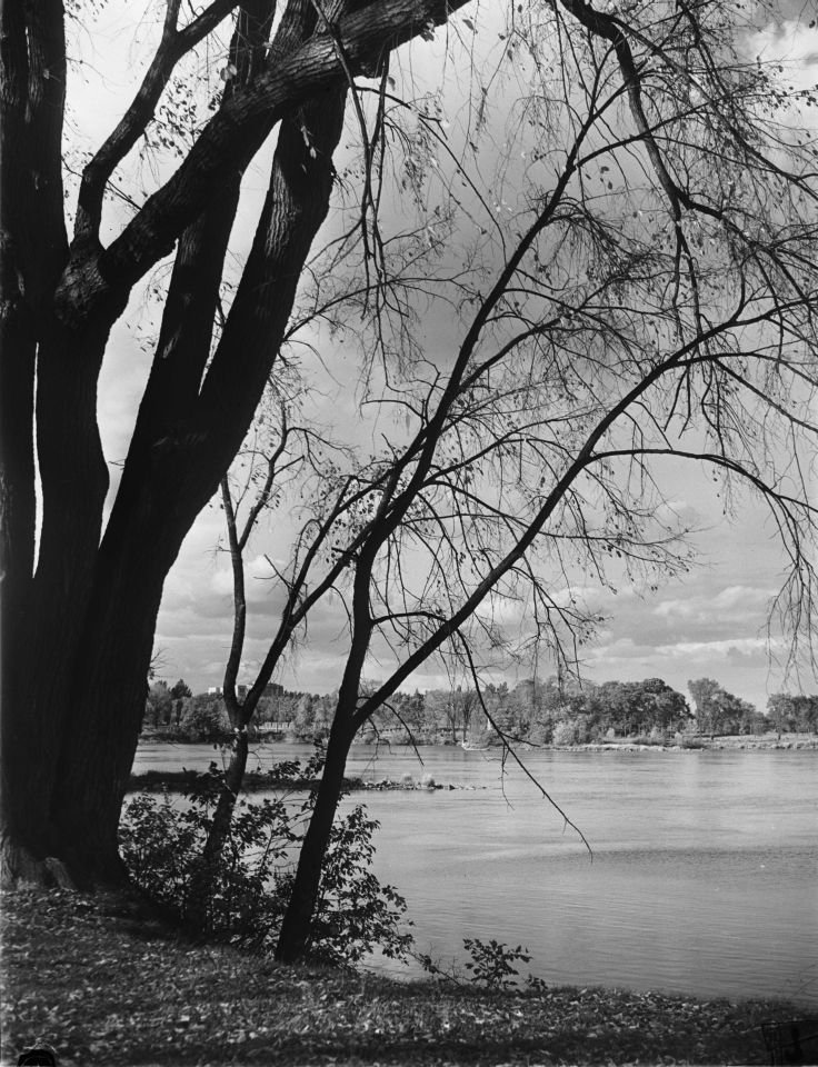 Leafless tree along Rivière des Prairies in Bordeaux Montreal during fall