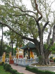 Bodhi tree in the gardens of Giac Lam Pagoda, Ho Chi Minh City