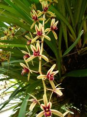 Cymbidium dayanum orchid flower close-up