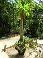 Pachypodium lamerei plant in Parc Phoenix