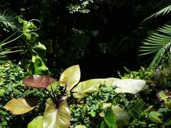 Tropical vegetation under greenhouse at Parc Phoenix in Nice