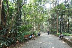 Parque Trianon lush green park with tall palm trees in São Paulo Brazil
