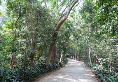 Parque Trianon green urban park in São Paulo Brazil with walking paths and lush trees