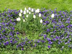 Colorful flowers blooming in Sankt Annæ Plads park, Copenhagen, Denmark