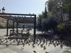 Hundreds of pigeons gathered at Kotzia Square in Athens