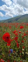 Field of blooming red poppies in Castelluccio di Norcia under a clear blue sky