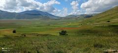 Vibrant colorful landscape of Castelluccio di Norcia in June 2024