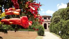 Bignonia flower in bloom at Villa Reale Capannori 2017