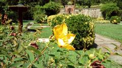 Yellow flowers of Hypericum x moserianum in Villa Baciocchi, Marlia
