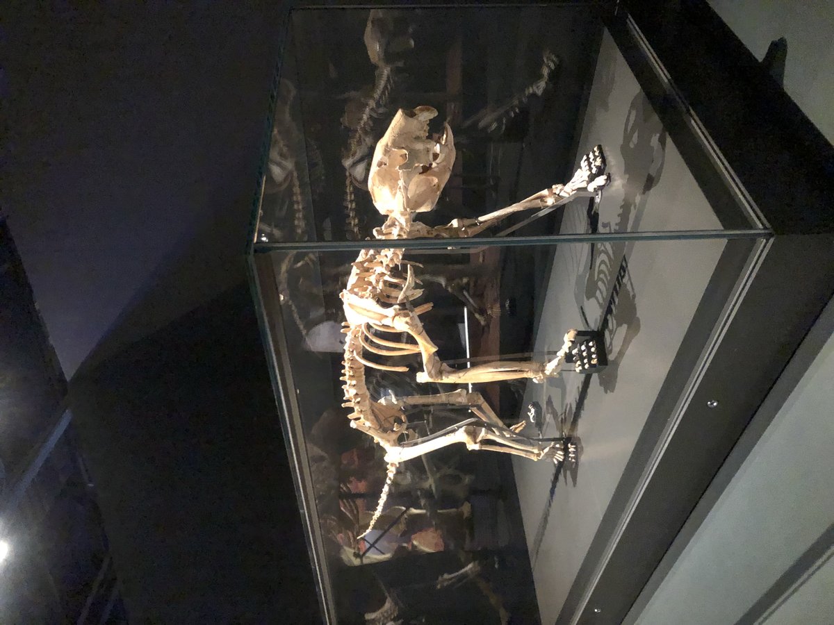 Mounted Thylacoleo carnifex marsupial lion specimen at Western Australian Museum
