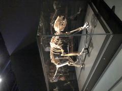 Western Australian Museum
