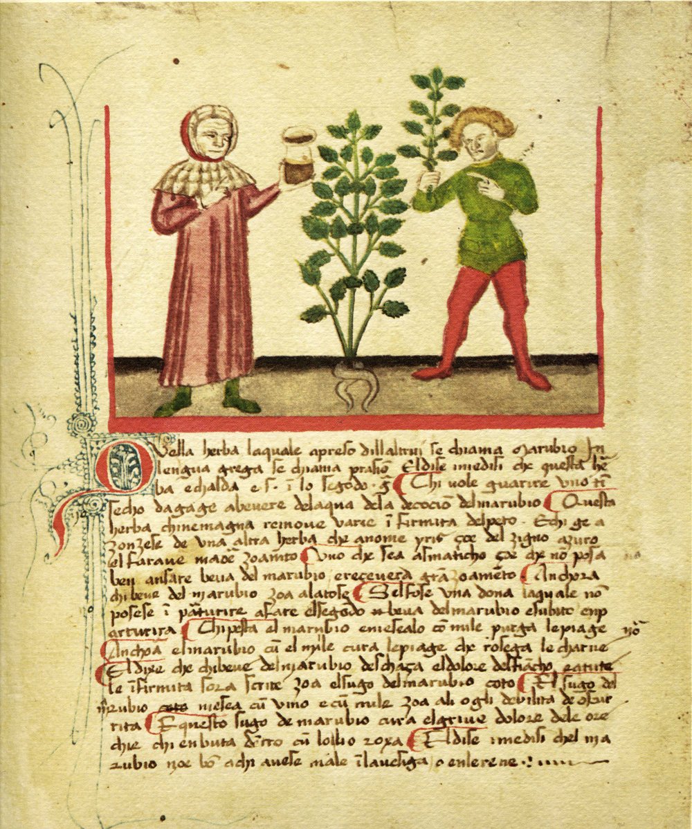 Illustration of Marrubium plant with detailed leaves and flowers