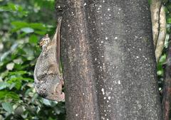Galeopterus variegatus hanging on tree branch in Bukkit Timah Nature Reserve Singapore