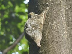 Bukit Timah Nature Reserve