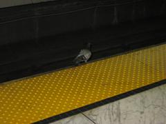 Pigeon waiting for a train at Embarcadero Station platform