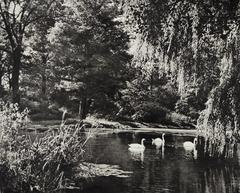 Swans swimming in a pond at Szczytnicki Park