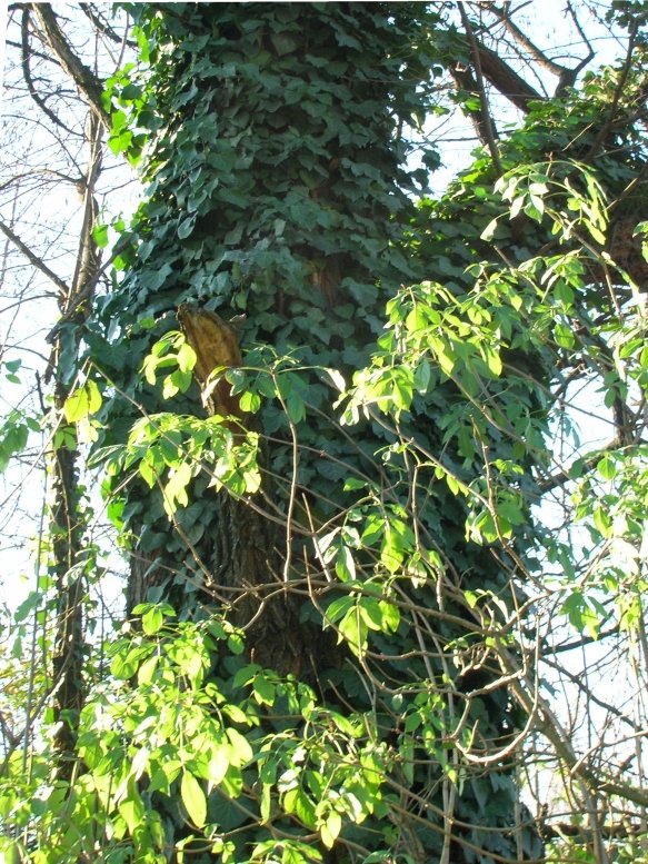 Bosco del Marcionino ancient self-sown vegetation in Parco delle Cave, Milan, Italy