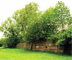 Parco delle Cave in Milan, Italy, featuring the Bosco del Marcionino area with green forest and walking path