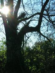 Old tree in Bosco del Marcionino at Parco delle Cave, Milan, Italy