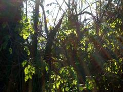 Winter morning sun rays shining through the trees in Bosco del Marcionino, Parco delle Cave, Milan, Italy