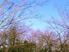 Winter clearing in Bosco del Marcionino forest at Parco delle Cave, Milan, Italy