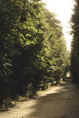 Sunlight streaming through a dense forest illuminating a narrow forest path