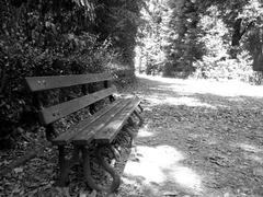 Wooden bench in the forest of Capodimonte Naples