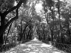 Central pathway of Bosco di Capodimonte in Naples with lush green trees