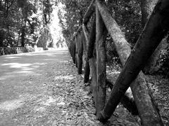 One of the tree-lined avenues in Bosco di Capodimonte park in Naples, Italy