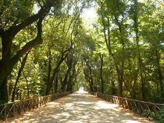 Long central avenue with trees on both sides in Capodimonte park, Naples