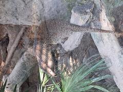 Egyptian mongoose in natural habitat