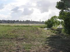 Marsh landscape near Tonnay-Charente with dense reeds and serene water under blue sky