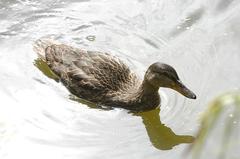 Mallard duck floating on water at Prestvannet lake in Tromsø