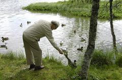Ducks feeding at Prestvannet lake in Tromsø park