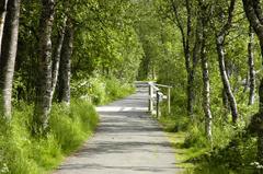Path near Prestvannet lake in Tromsø, Norway with birch and rowan trees