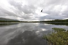 Scenic view of Prestvannet lake in Tromsø surrounded by greenery under a clear sky