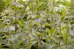 Nettle plants (Urtica dioica) at Prestvannet in Tromsø