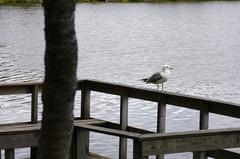 Seagull resting on a wooden post by the lake at Prestvannet in winter