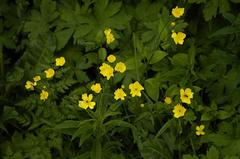Buttercup flower Ranunculus acris close-up at Prestvannet Tromso