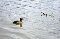Toppand duck (Aythya fuligula) swimming on Prestvannet lake in Tromsø