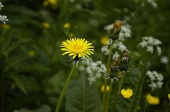Dandelion (Taraxacum officinale) flower near Prestvannet in Tromsø