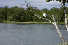 Common gull (Larus canus) at Prestvannet lake in Tromsø