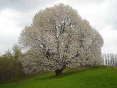 Panoramic view of an ancient cherry tree in Besana in Brianza