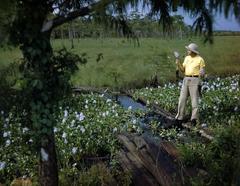 Joe Steinmetz examining water hyacinth along Tamiami Trail around 1955