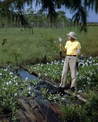 Joe Steinmetz examining water hyacinth plant along the Tamiami Trail in Florida circa 1955
