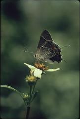 Butterfly resting on wild flowers along Tamiami Canal
